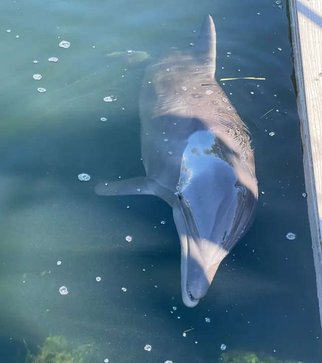 Dauphin observé depuis le bateau pendant une ancienne excursion Croisière Miami